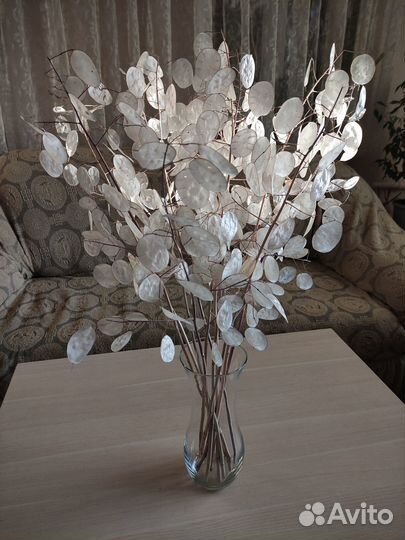 Сухоцвет лунник