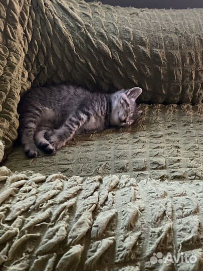 Скоттиш страйт котята