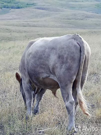 Бычки подсосные живым весом