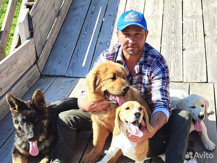 Идеальная собака с оплатой за результат. Гарантия