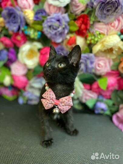 Кошки в добрые руки