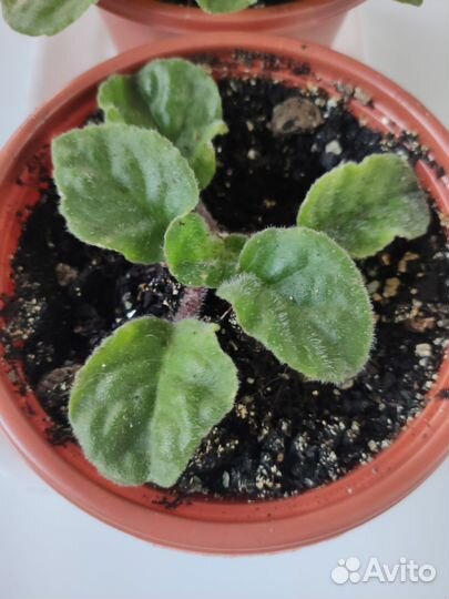 Фиалка махровая чернильная