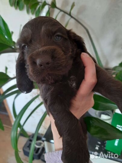 Английский кокер спаниель щенок мальчик
