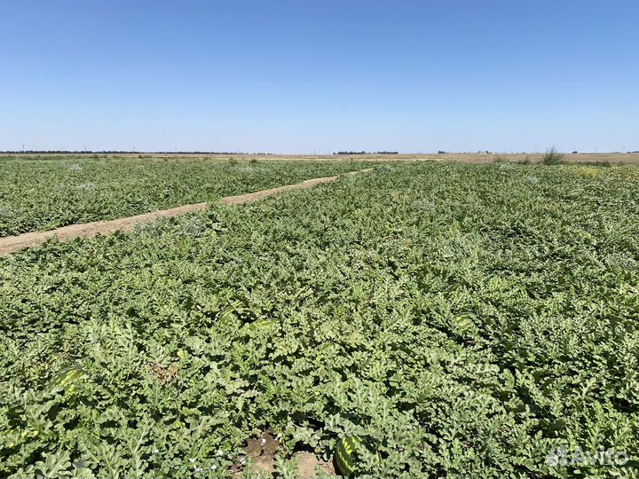 Арбуз оптом каристан