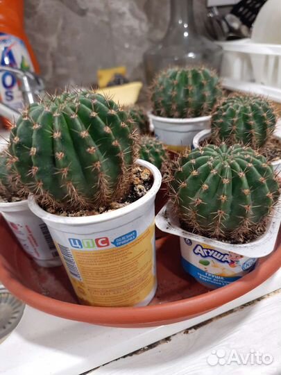 Кактус цветущий