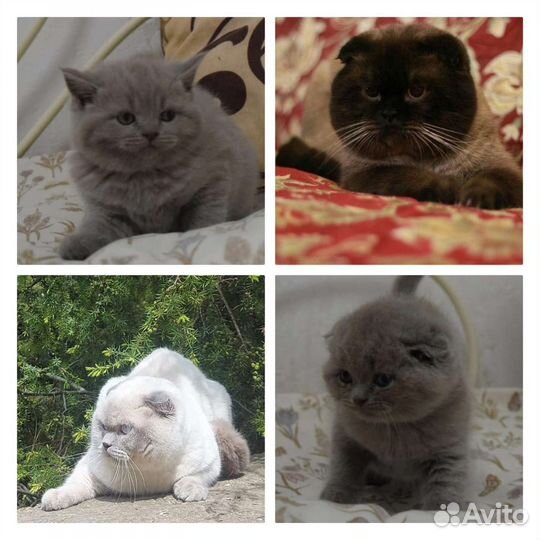 Котята чистокровные