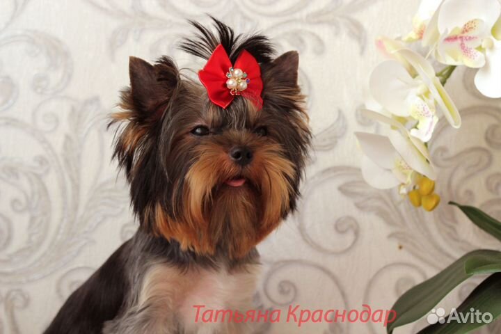 Подрощенная девочка йорка, мини,ркф,клеймо