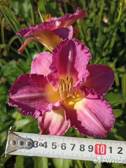 Лилейники и шиловидный флокс