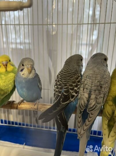 Волнистые попугаи