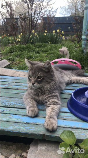 Котеночек Мальчик