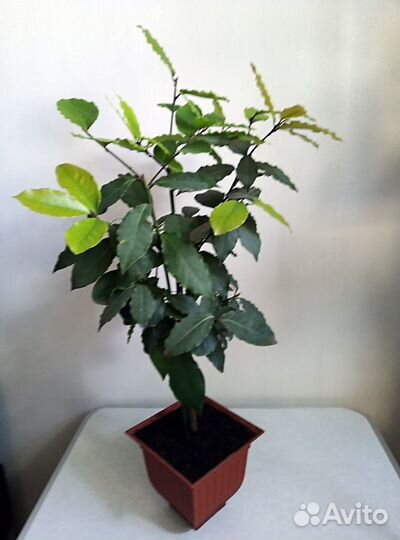 Лавр благородный