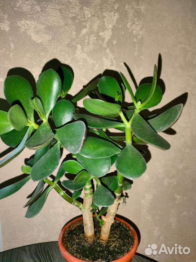 Денежное дерево