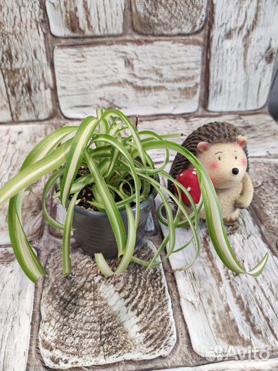 Комнатные растения цветы