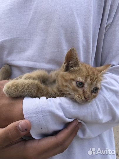 Котик в дар