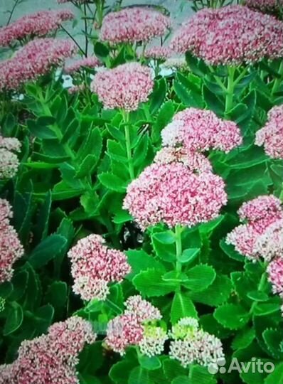 Очиток взрослый