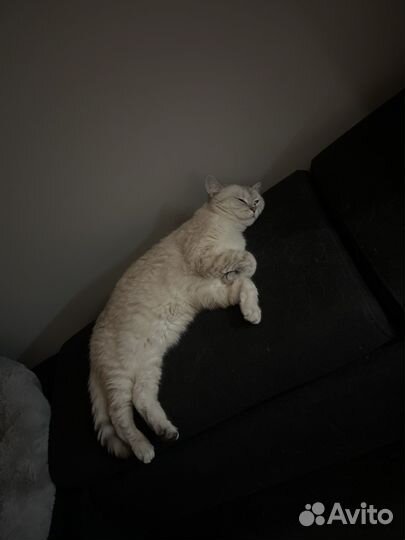 Британская кошка бесплатно