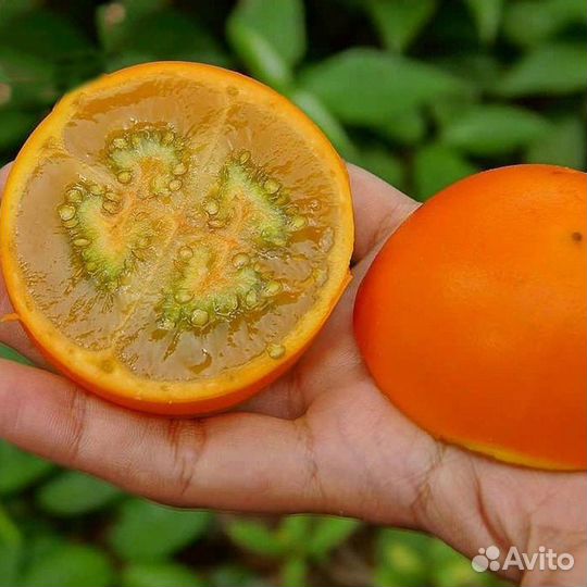 Луло (Наранхилла) саженцы