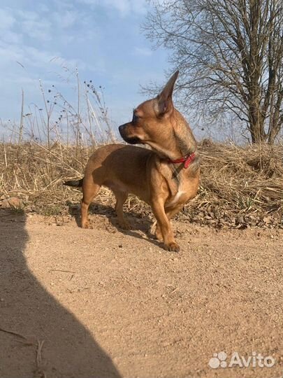 Щенки бесплатно