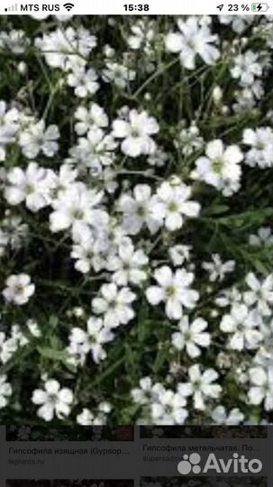 Гипсофилла