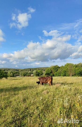 Молоко, творог, сметана, сыры