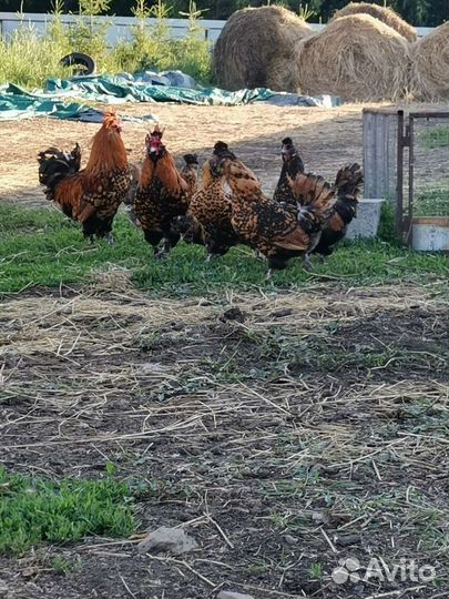 Павловские куры