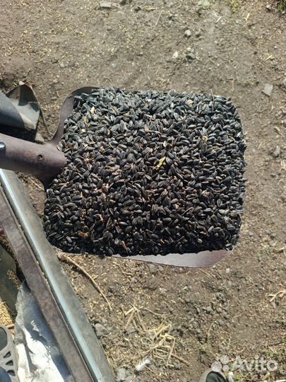 Зерно пшеница, ячмень,семечка 2023