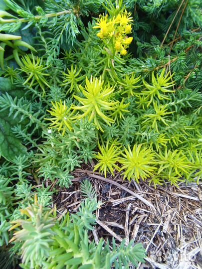 Набор почвопокровников