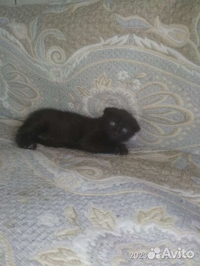 Черный котенок