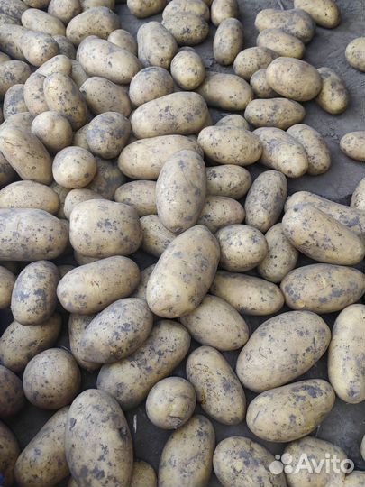 Продам картофель с доставкой(бесплатно)