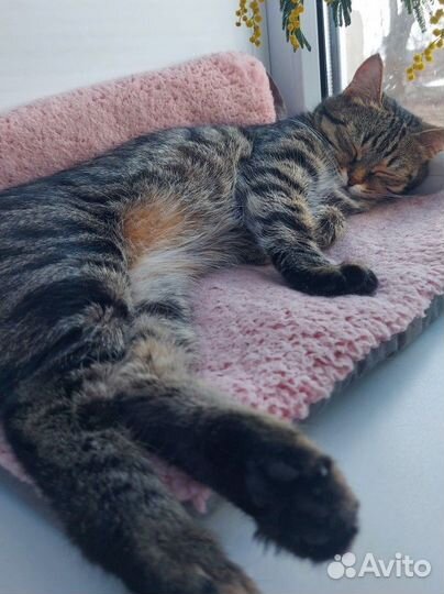 Кошка красавица, нужен дом