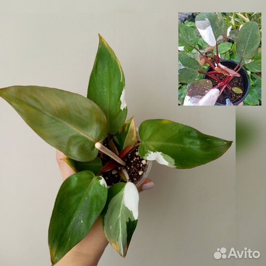 Филодендроны коллекционные