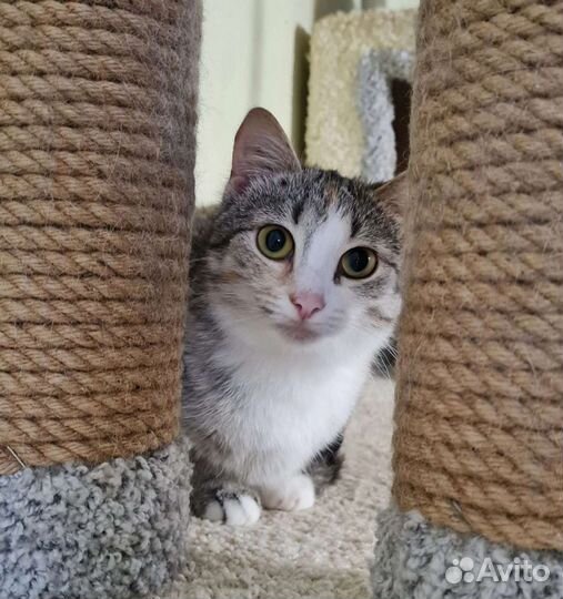 Кошка в дар бесплатно