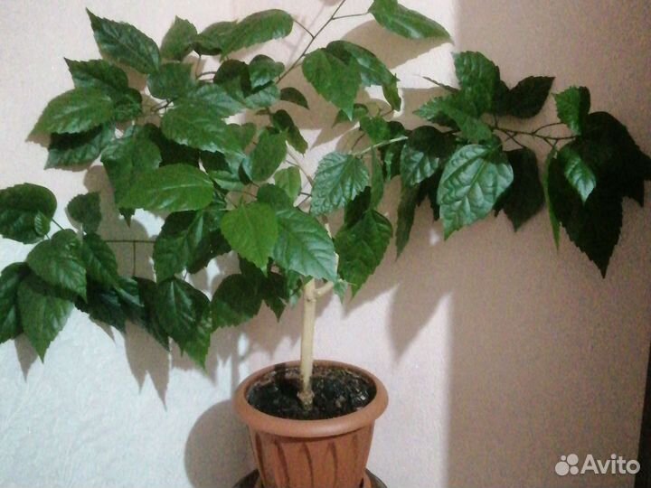 Комнатные растения цветы бесплатно