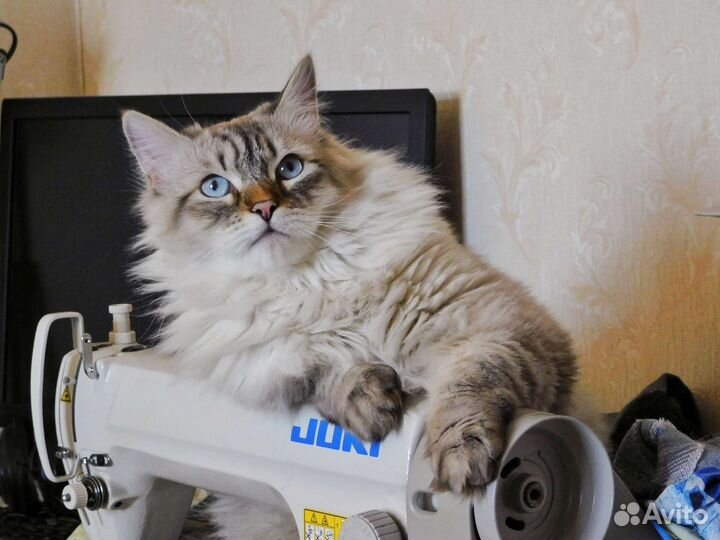 Швея по ремонту одежды