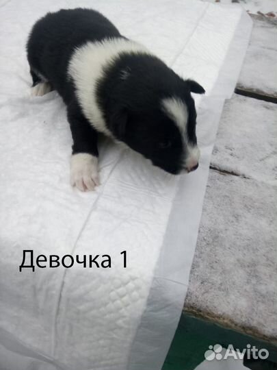 Щенки в добрые руки