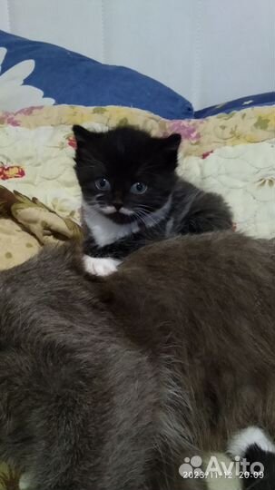 Кошки в добрые руки бесплатно