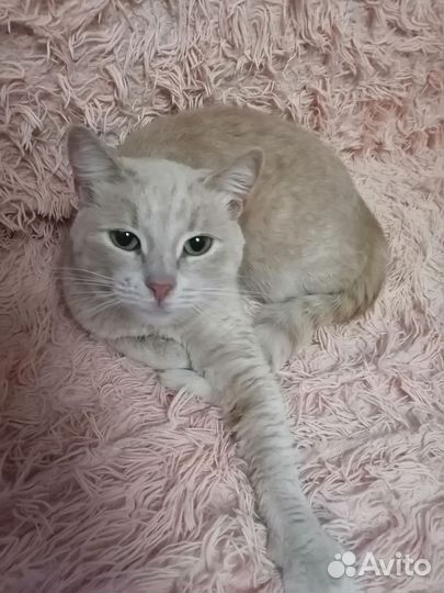 Кошки в добрые руки