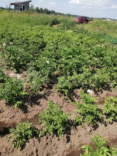 Участок 16,6 сот. (ИЖС)