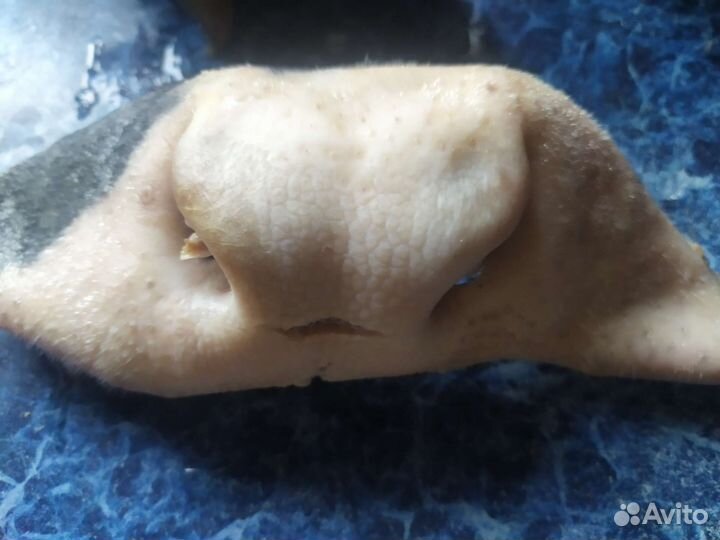 Носы опаленные говяжьи