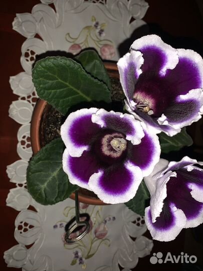 Цветок домашний