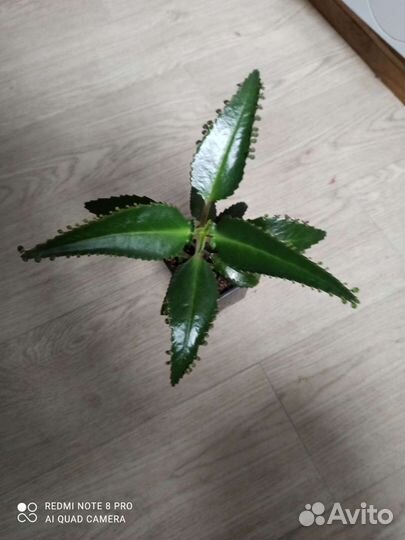 Каланхоэ лечебное