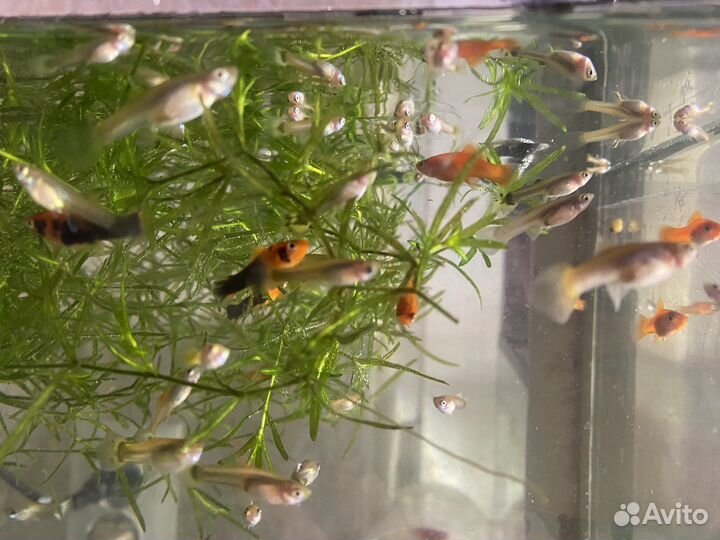 Аквариумные рыбки, гуппи и меченосцы
