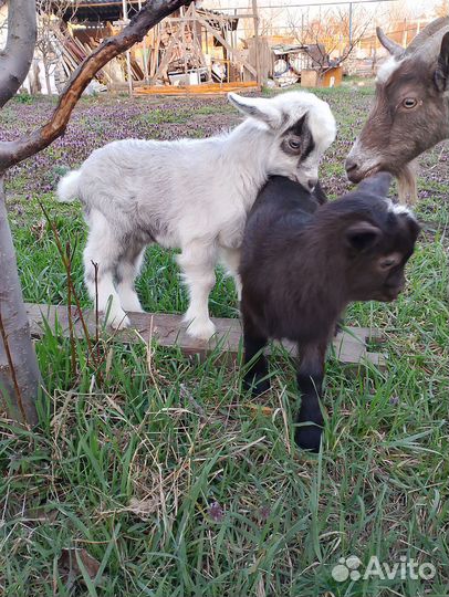 Козы козлята