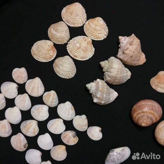 Морские ракушки