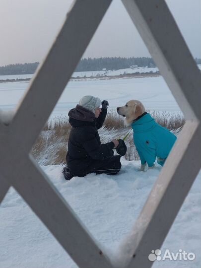 Услуги кинолога