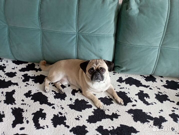Мопс вязка мальчик