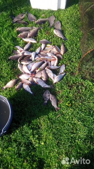 Платная рыбалка