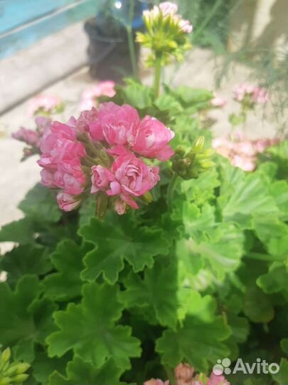 Пеларгония герань сортовая