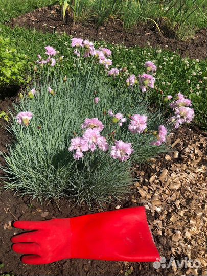 Гвоздика перистая голубая