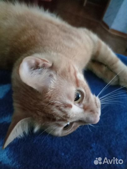 Кошечка 1год